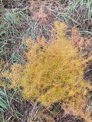 Asparagus burjaticus