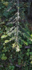 Abies sibirica