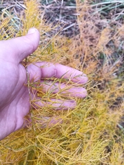 Asparagus burjaticus