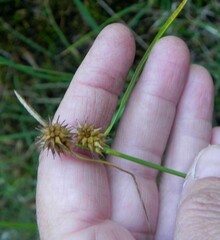 Carex flava