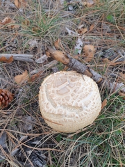 Chlorophyllum rhacodes