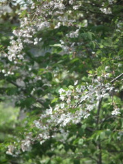 Cerasus