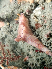 Ceratosoma
