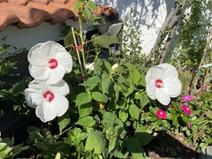 Hibiscus
