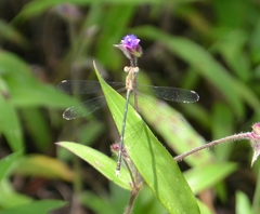 Lestes elatus