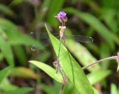 Lestes elatus