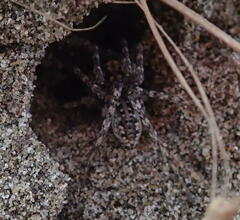 Anoteropsis litoralis