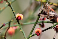 Daviesia brevifolia