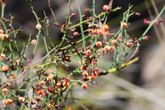 Daviesia brevifolia