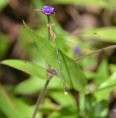 Lestes elatus