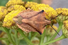 Carpocoris fuscispinus