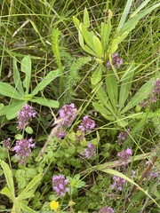 Thymus pulegioides