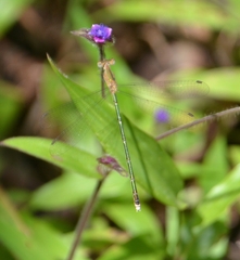 Lestes elatus