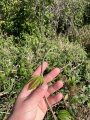 Passiflora tarminiana