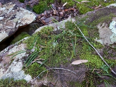 Dendrobium striolatum
