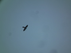 Falco tinnunculus