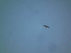 Accipitridae