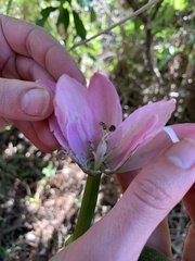 Passiflora tarminiana
