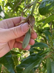 Passiflora tarminiana