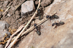 Camponotus feae