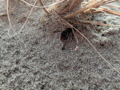 Anoteropsis litoralis