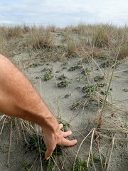 Anoteropsis litoralis