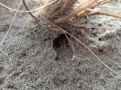 Anoteropsis litoralis