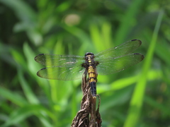 Orthetrum melania melania