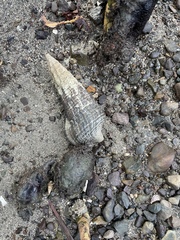 Cerithidea decollata