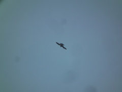 Falco tinnunculus