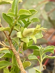 Eremophila serrulata