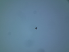 Falco tinnunculus