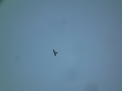 Falco tinnunculus