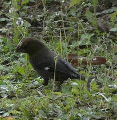 Amblyospiza albifrons