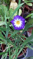 Convolvulus tricolor