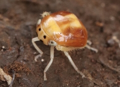 Cicadellidae