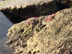 Grapsus adscensionis