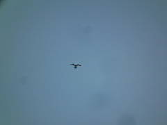 Falco