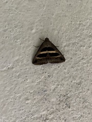 Grammodes geometrica