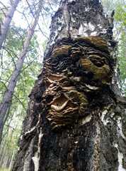 Climacodon septentrionalis