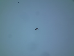 Accipitridae