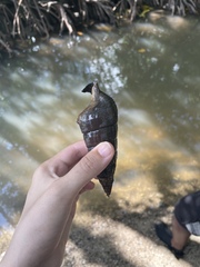 Cerithidea decollata