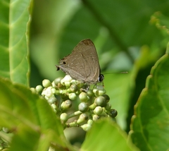 Deudorix epijarbas