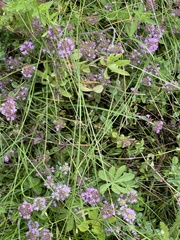 Thymus pulegioides