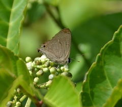 Deudorix epijarbas