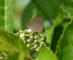 Deudorix epijarbas