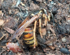 Vespula rufa