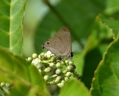 Deudorix epijarbas