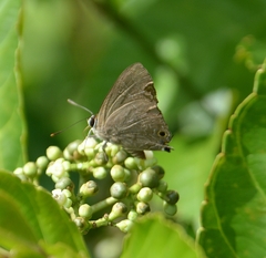 Deudorix epijarbas