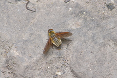 Poecilanthrax lucifer